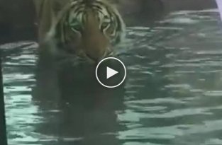 Тигр устроил охоту на посетителя зоопарка