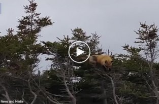 Лисица забралась на дерево, чтобы поймать белку