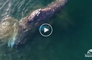 На Чукотке кит подплыл к берегу почесать брюхо