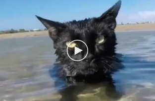Не все коты боятся воды. Этот - обожает море!