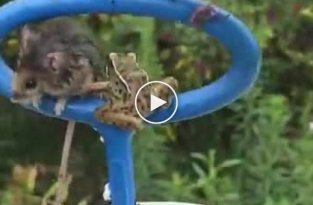 Спасение жабы и мышонка из ловушки для мусора в бассейне