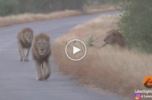 Львы-геи попали на видео в ЮАР