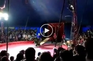 Цирк, в который не стоит водить своих детей