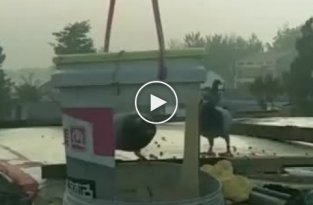 Китайская ловушка для голубей
