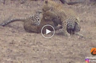 В парке ЮАР туристы сняли смертельную схватку двух леопардов