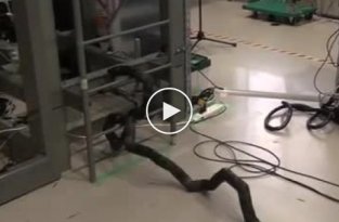 Робот-змея от японских инженеров, которая может карабкаться по лестницам