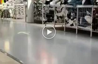 Акула из IKEA вызвала настоящий ажиотаж в магазинах