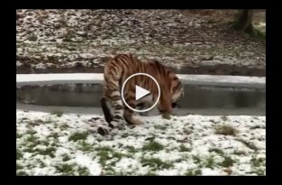 Датский зоопарк, в котором тигр впервые увидел лед