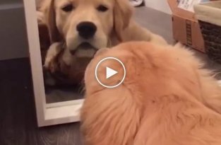 Собака волнуется, когда зеркало пытается украсть у нее любимую игрушку