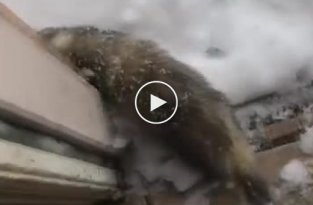 Позитивная реакция домашнего хорька, который впервые увидел снег