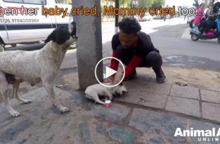 Собака-мать попросила людей о помощи, и они не смогли отказать