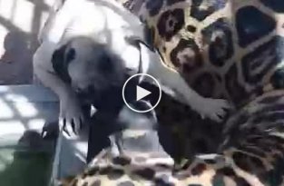 Бесстрашный мопс нападает на очень терпеливого ягуара