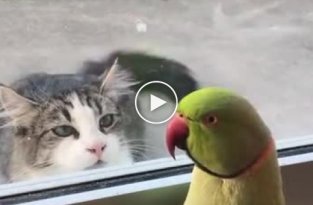 Не поймаешь. Попугай играет с желающим его съесть котом в прятки