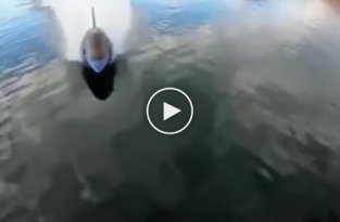 Необычный металический дельфин