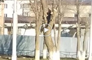 Очевидцы сняли на камеру медведя в оренбургском Гае
