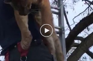 Пожарные сняли необычного котика с дерева