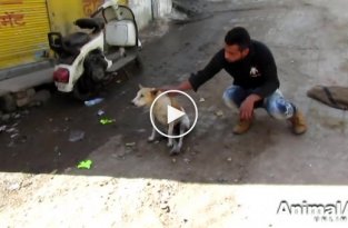 Спасение пса которого перехала машина