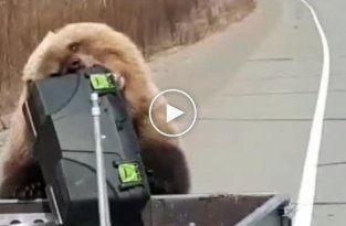 На Камчатке медведь-воришка утащил припасы у путешественников