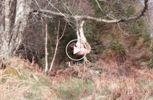 Норвежская художница застряла голой на дереве (эротика)