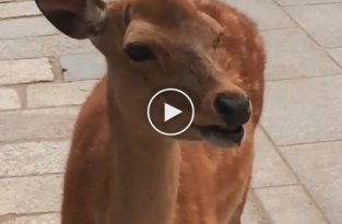 Необычный олень в Японии с необычным голосом