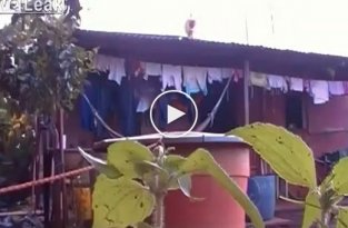 Храбрый кот прыгает с крыши
