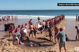 Отдыхающие на пляже в США спасли белую акулу