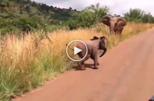 Слоненок пытается атаковать автомобиль