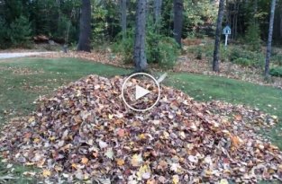 Собака ныряет в кучу опавших листьев