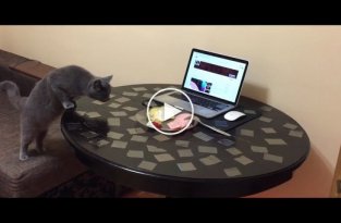 Самый простой способ отучить кота лазить по столу
