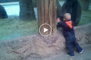 Детеныш гориллы играет с ребенком в прятки