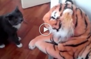 Кот дерется с игрушечным тигром