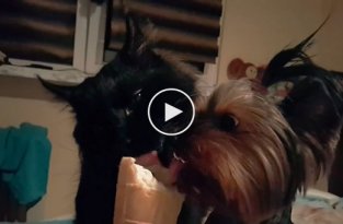Собака и кот кушают мороженое