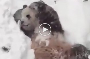 Панда в национальном парке США пришла в восторг от снежной бури