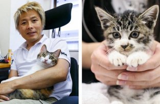 Японская фирма разрешила приносить кошек на работу, чтобы избавить сотрудников от стресса (9 фото)