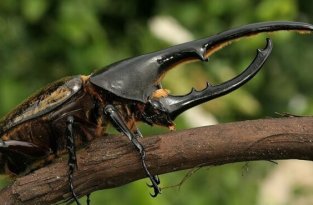 Несколько самых большие насекомые на Земле (8 фото)