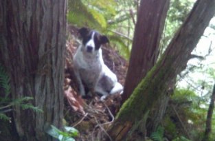 Верный пёс сутки не отходил от тела владельца, упавшего с холма и дождался спасателей (5 фото)