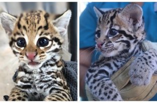 В зоопарках Эль-Пасо и Цинциннати появились рожденные в неволе оцелоты (6 фото)