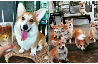 В Таиланде открылось кафе с собаками корги (16 фото + 1 видео)