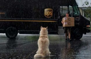 Лучший друг по переписке: как собаки встречают американских почтальонов (15 фото)