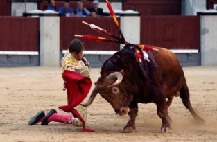 В Мадриде бык отправил матадора в больницу (4 фото)