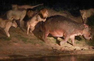 Эпичная битва: храбрый бегемот против стаи львов (4 фото + 1 видео)
