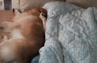 Мужчина собрал для питомца отдельную кровать, но тот не стал изменять своим привычкам (10 фото + 1 видео)