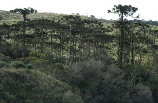 Самые древние леса этого мира (8 фото)