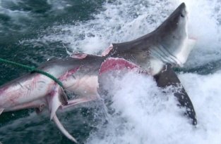 Жестокий мир акул (4 фото + видео)