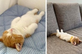 Котенок из Японии, который спит на спине как человек (8 фото)