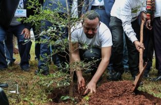 Эфиопия посадила 350 миллионов деревьев за день и побила рекорд (4 фото)