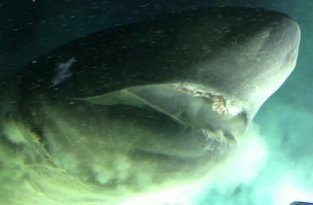 Исследователи встретили под водой гигантскую шестижаберную акулу (3 фото + 1 видео)