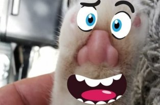 В сети обнаружили, что у котов на лапках человеческие носы (8 фото)
