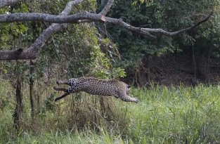 Ягуар убил крокодила, совершив невероятный бросок с дерева (6 фото + 1 видео)