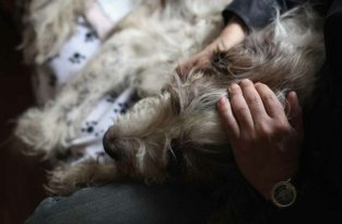 Ветеринар рассказал о последнем желании домашних животных перед смертью (4 фото)